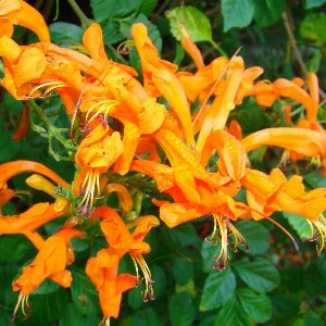 Tecoma Stans Yellow Plant