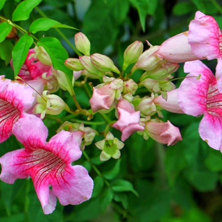 Tecoma Stans Pink