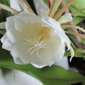 Brahma Kamal, Epiphyllum oxypetalum, Dutchmans Pipe Cactus