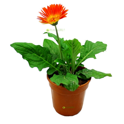 Gerbera Orange Plant - African Daisy