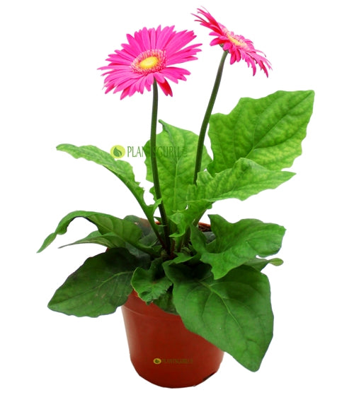 Gerbera Pink Plant - African Daisy