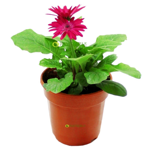 Gerbera Rani Plant - African Daisy