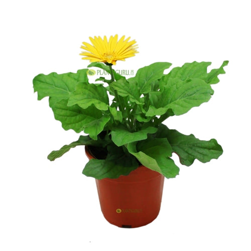 Gerbera Yellow Plant - African Daisy