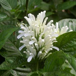 Jacobina White Plant