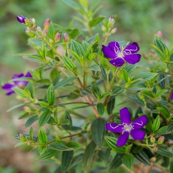 Melastroma Blue - Tibouchina Urvilleana