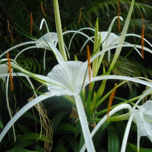 Spider Lily (Hymenocallis littoralis)