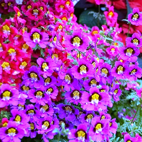 Omaxe Schizanthus Angel Mixed seeds