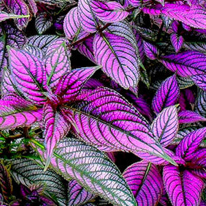 Peacock Plant, Persian Shield - Strobilanthes Dyerianus