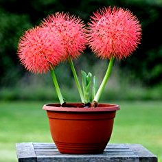 Football Lily Bulbs - ‎Haemanthus Multiflorus, May Flower (Pack of 3 Bulbs)