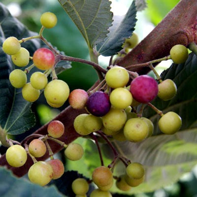 Falsa Plant - Grewia Asiatica, Phalsa Plant