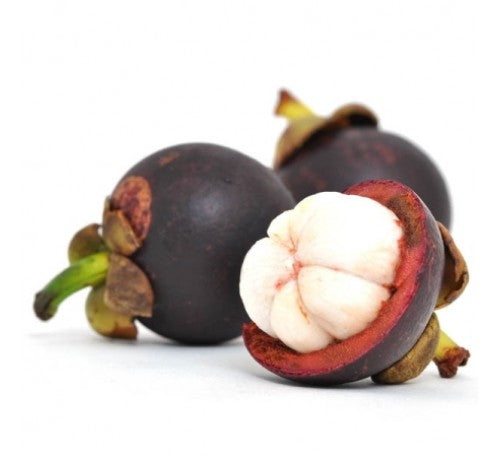 Mangosteen Plant - Garcinia Mangostana