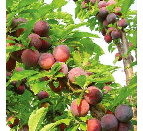 Plum Plant - Prunus Domestica, Aloo Bukhara