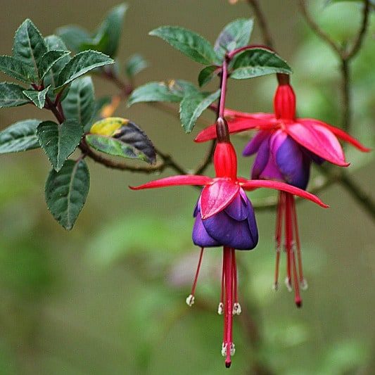 Fuchsia Plant - Dancing Doll