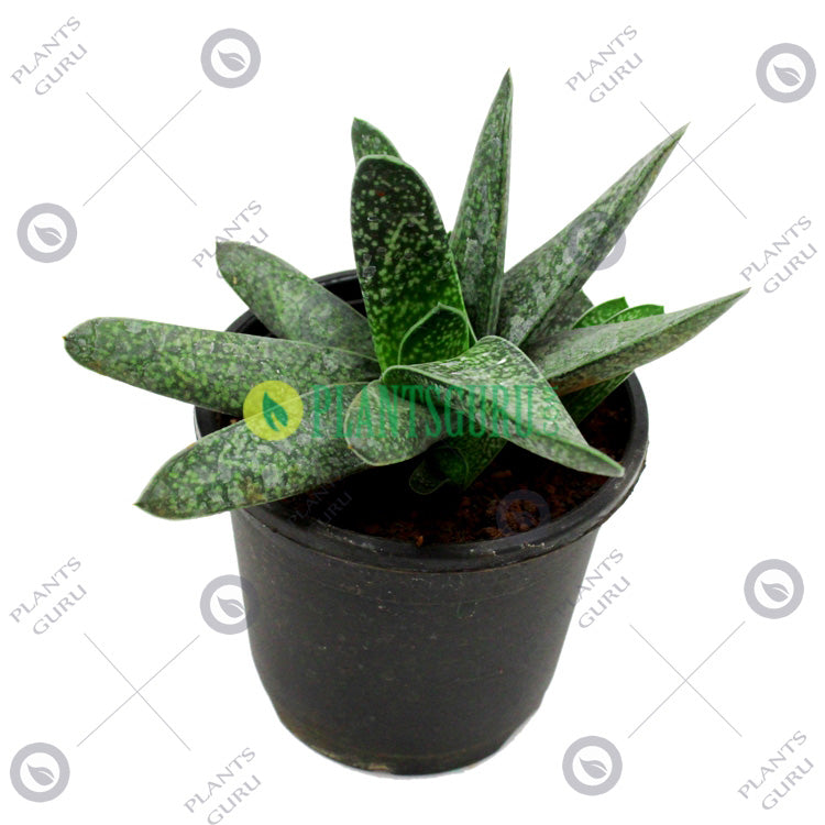 Gasteria (Dwarf) Bicolor var. Liliputana