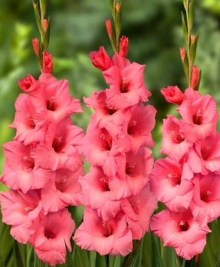 Gladiolus Fortarosa - 4 Bulbs