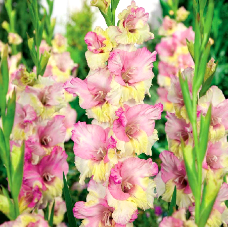 Gladiolus Mon Amour - 4 Bulbs