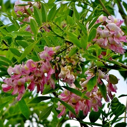 Gliricidia Sepium Plant