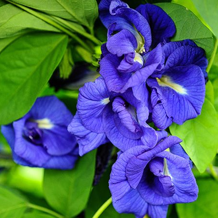 Clitoria Ternatea - Gokarna Blue Double(Aprajita plant)