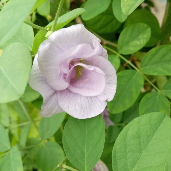 Clitoria Ternatea - Gokarna Pink Double Petals(Aprajita plant)