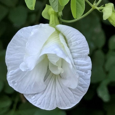 Clitoria Ternatea - Gokarna White Double(Aprajita plant)