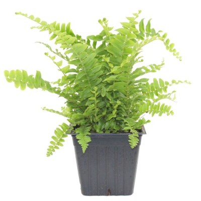 Boston Fern Plant