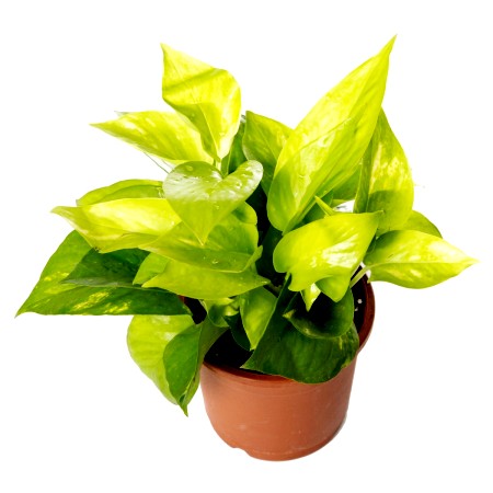 Money Plant Golden