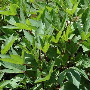 Sunrise Gongura Hybrid Seeds 10gm