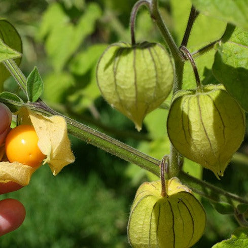 Gooseberry Plant