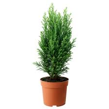 Green Cypress