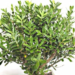 Buxus Harlandii Plant