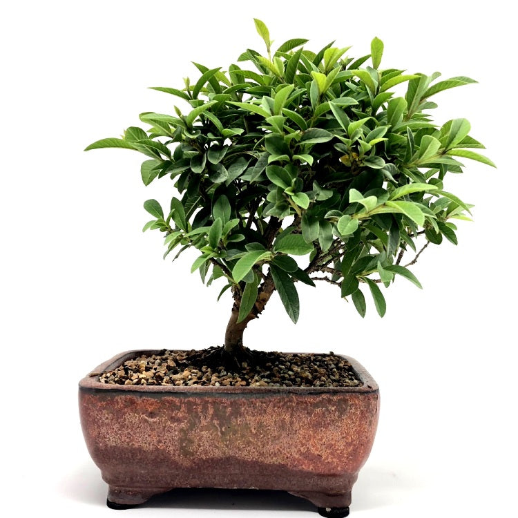 Guava Plant Bonsai - 5 years