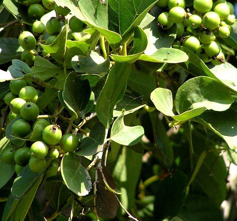 Cordia Dichotoma - Gumberry Plant, Lasoda Plant, Bhokar