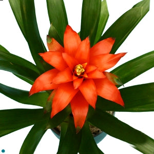 Guzmania Orange Plant - Bromiliad