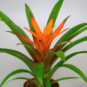 Guzmania Orange Plant - Bromiliad