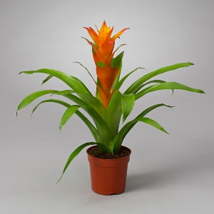 Guzmania Orange Plant - Bromiliad