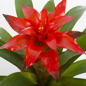 Guzmania Red Plant - Bromiliad