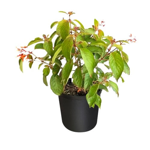 Hamelia Pattens Plant, Firebush, Scarlet bush, redhead