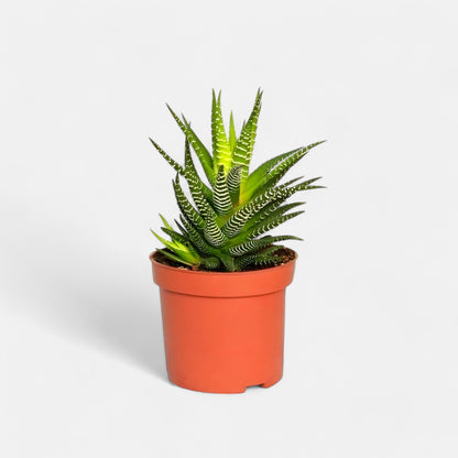 Haworthia Attenuata Succulent Plant