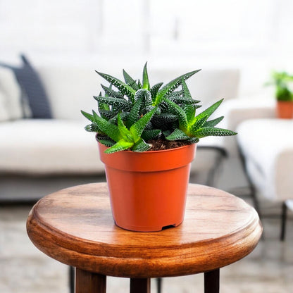 Haworthia Attenuata Var Succulent Plant