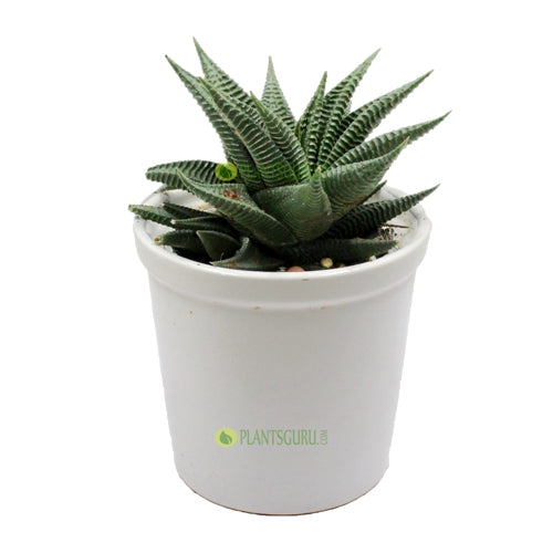 Haworthia Limifolia in White Ceramic Pot