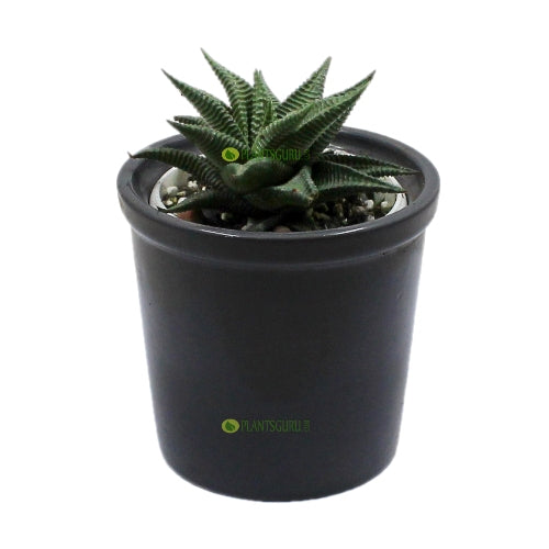 Haworthia Limifolia in Grey Ceramic Pot