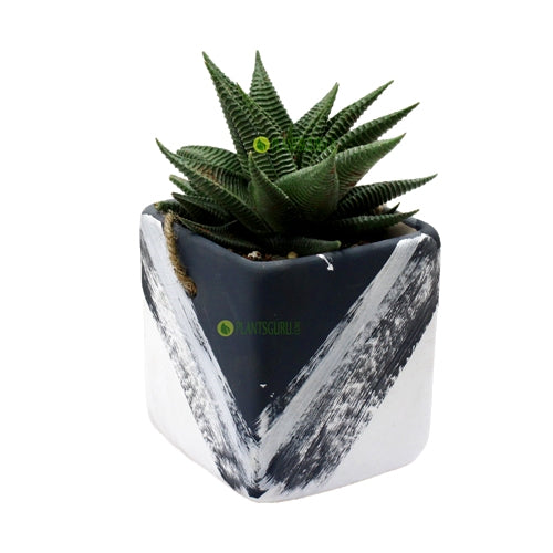 Haworthia Limifolia in Grey White Ceramic Pot