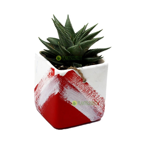 Haworthia Limifolia in Red White Ceramic Pot