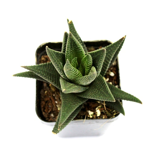 Haworthia Limifolia Var