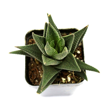 Haworthia Limifolia Var