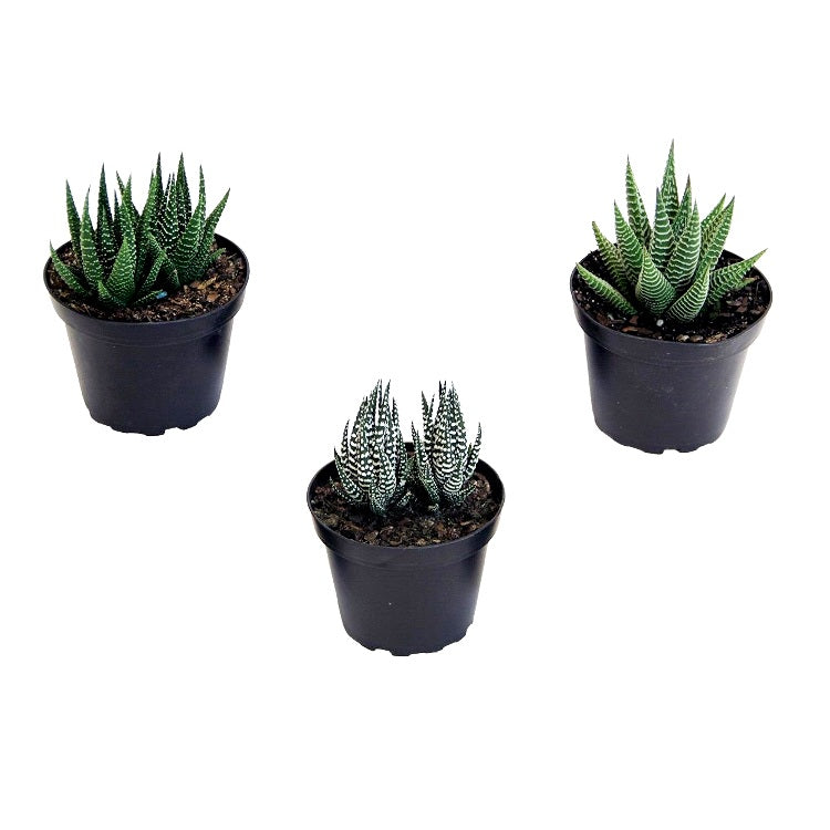 Haworthia Plant Pack (Pack of 3 Varieties)