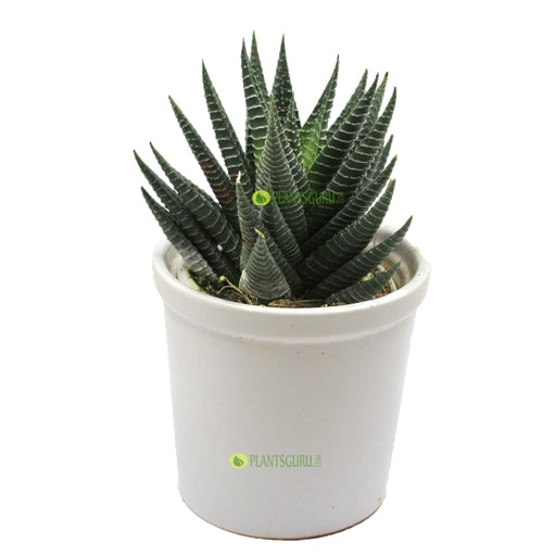 Haworthia Var in White Ceramic Pot