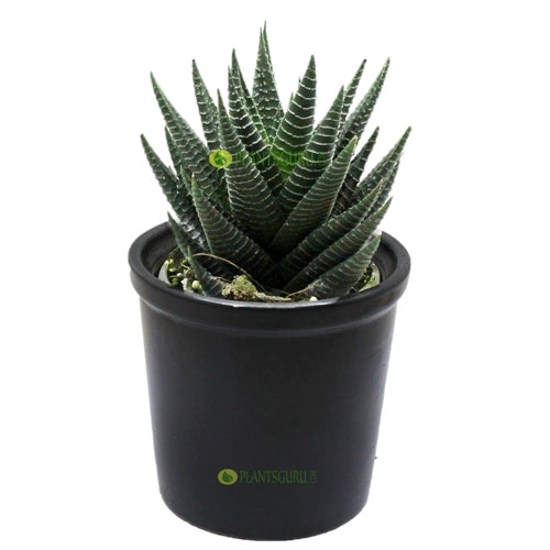 Haworthia Var in Grey Ceramic Pot