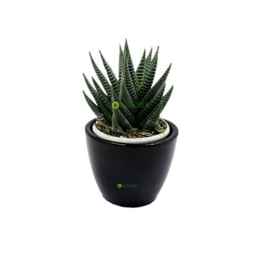 Haworthia Var in Black Ceramic Pot