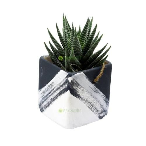 Haworthia Var in Grey White Ceramic Pot